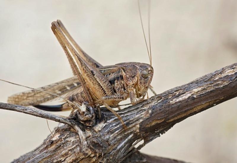 A grasshopper perched on a slender branch, blending with the green foliage around it.